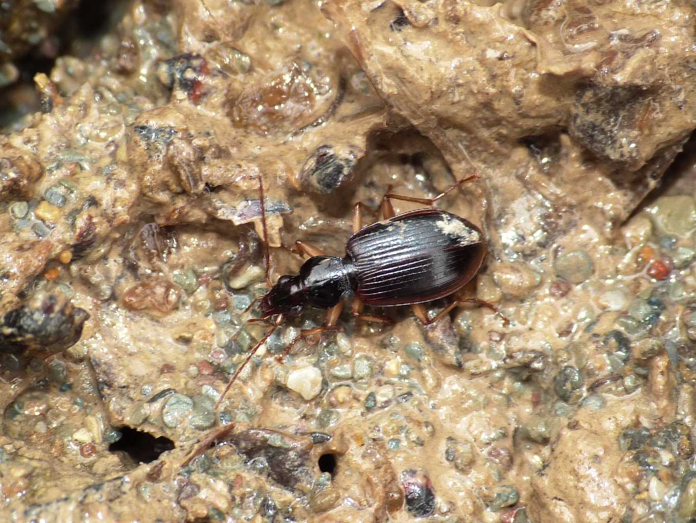 Piccolo Carabidae lungo il ruscello: Paranchus albipes